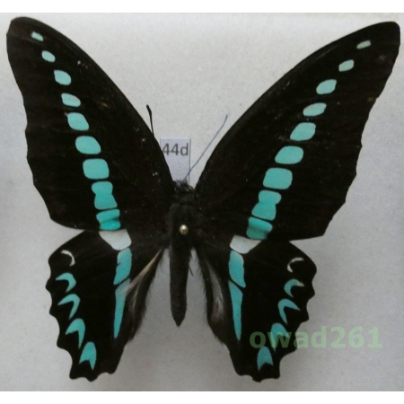 Graphium milon C & R Felder, 1864 Indonesia, Celebes 75mm44d